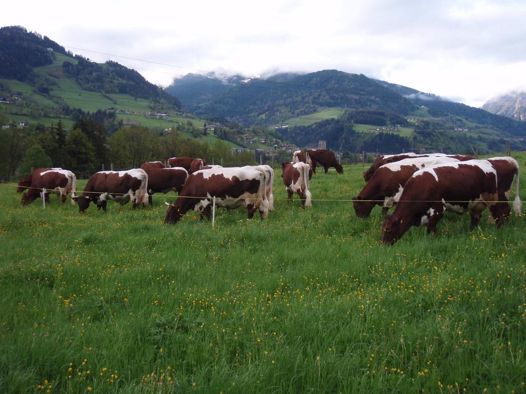 Palfnerhof Appartements Sankt Johann im Pongau Zewnętrze zdjęcie