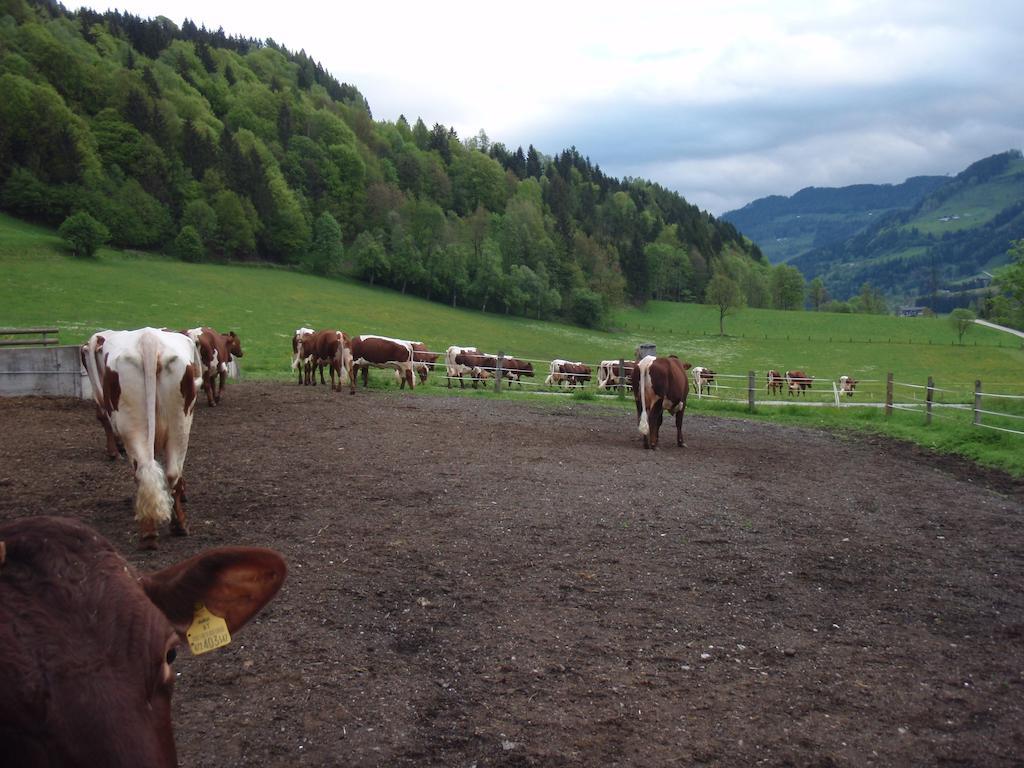 Palfnerhof Appartements Sankt Johann im Pongau Zewnętrze zdjęcie